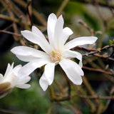 Magnolia étoilé - fleurs blanches - H 45 cm, pot Ø17 cm