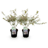 Érables du Japon Iyoshi - 2 plants - H 70 cm, pot Ø19 cm