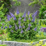 Buddleia Butterfly Candy Little Lila - H 20-25 cm, pot Ø12 cm