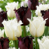 Tulipe Breakdance en mélange - 120 bulbes