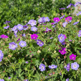 Kit de vivaces couvre-sol - 24 plants pour 3 m² - H 25 cm, pot Ø11 cm
