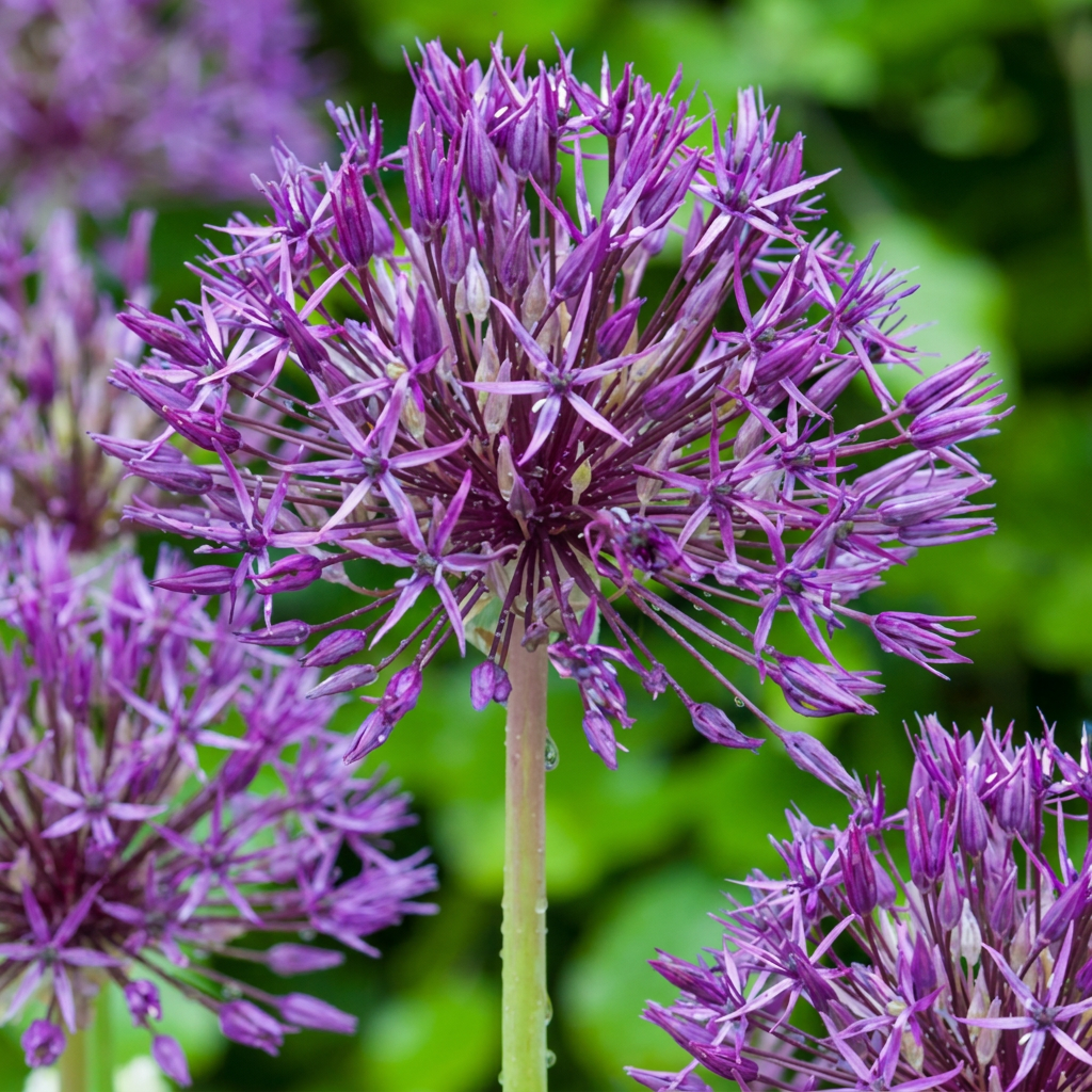 Ail d'ornement Purple Rain