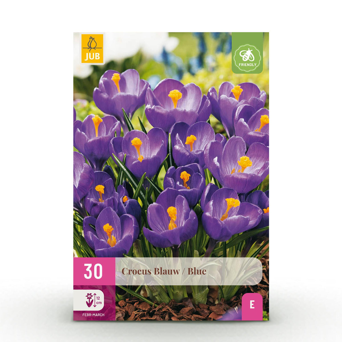 Crocus bleu - calibre 7/8