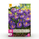 Crocus bleu - calibre 7/8