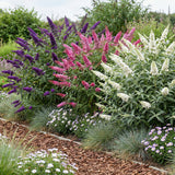 Buddleias en mélange de coloris - H 45 cm, pot Ø17 cm