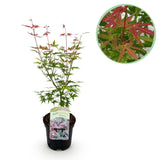 Érable du Japon Phoenix - Acer palmatum - H 70 cm, pot Ø19 cm