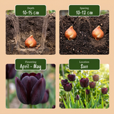 Tulipe noire