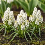 Muscari blanc White Magic - calibre 6/7