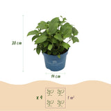 Hortensia Endless Summer Summer Love Red - Hydrangea macrophylla - H 20-25 cm, pot Ø14 cm