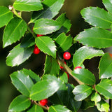 Houx Blue Maid sur tige - Ilex meserveae - H 90 cm, pot Ø19 cm