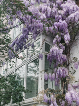 Glycine du Japon Naga Noda - Glycine violette - H 65 cm, pot Ø15 cm