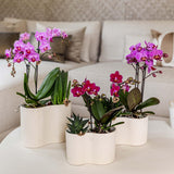 Orchidée Phalaenopsis violette Blossom Chamonix - H 35 cm, pot Ø9 cm
