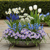 Jardin de bulbes bleus en mélange - calibre 10/12