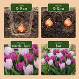 Tulipe Candy Purple Prince en mélange - calibre 11/12