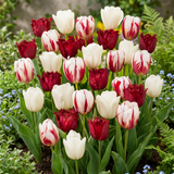 Tulipe triomphe Dutch Design - calibre 11/12