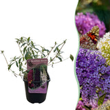 Arbre aux papillons Tricolour - Buddleja davidii - H 30 cm, pot Ø17 cm