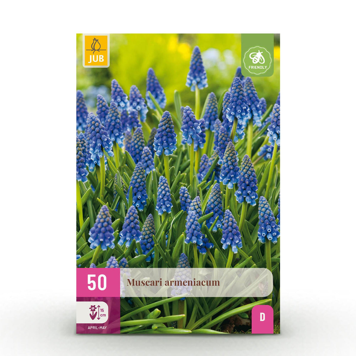 Muscari d'Arménie - calibre 8/9