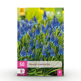 Muscari d'Arménie - calibre 8/9