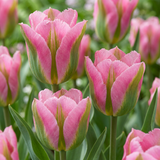 Tulipe Striped Crown en mélange - 48 bulbes