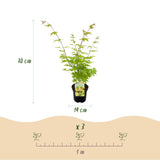 Érables du Japon Summergold - 2 plants - H 70 cm, pot Ø19 cm