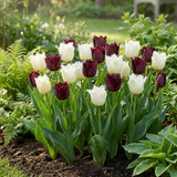 Tulipe Breakdance en mélange
