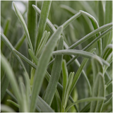 Lavande vraie en godet - Lavandula angustifolia - 48 plants - H 15 cm, pot Ø7 cm