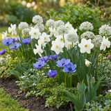 Mélange de bulbes à fleurs pour jardin ensoleillé - calibre 10/12
