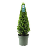 Houx du Japon en pyramide - Ilex crenata - H 55 cm, pot Ø21 cm