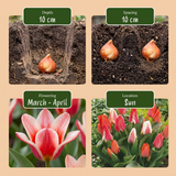 Tulipe de Greig en mélange