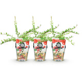 Canneberge Early Black - Vaccinium macrocarpon - 3 plants - H 35 cm, pot Ø9 cm