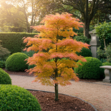 Érables du Japon Katsura - 2 plants - H 70 cm, pot Ø19 cm