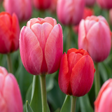 Tulipe en mélange rose et rouge - 160 bulbes