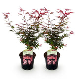 Érables du Japon Shaina - 2 plants - H 70 cm, pot Ø19 cm
