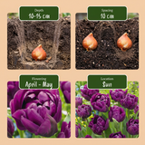 Tulipe double lilas