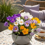 Crocus à grandes fleurs en mélange - calibre 7/8