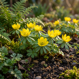 Éranthe de Cilicie en grand lot