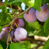 Prunier Opal - Prunus domestica - H 90 cm, pot Ø21 cm