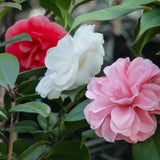Camélia du Japon Tricolor - Camellia japonica - 3 plants - H 30 cm, pot Ø15 cm