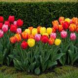 Tulipe Darwin hybride en mélange - calibre 10/12