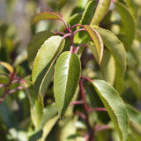 Laurier du Portugal Angustifolia pour haie - 6 plants pour 1 m - H 50 cm, pot Ø17 cm