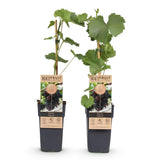 Vigne Vanessa raisin rouge sans pépins - Vitis vinifera - 2 plants - H 50 cm, pot Ø15 cm