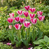 Tulipe Mata Hari