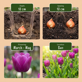 Mélange de bulbes de printemps, grande quantité