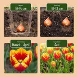 Tulipe triomphe en mélange