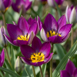 Tulipe botanique Persian Pearl - 200 bulbes