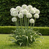 Ail d'ornement Mount Everest - calibre 16/18