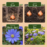 Mélange de bulbes à fleurs bleues, grande quantité