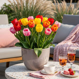 Tulipe Darwin hybride en mélange - calibre 10/12