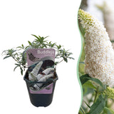 Arbre aux papillons White Profusion - Buddleja davidii - H 25 cm, pot Ø17 cm