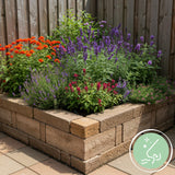 Kit de vivaces parfumées - 8 plants pour 1 m² - H 25 cm, pot Ø11 cm